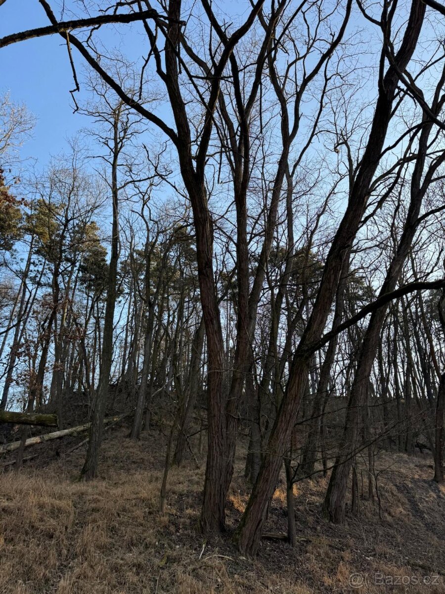 Prodám lesní pozemek v katastrálním území Radouň - 16