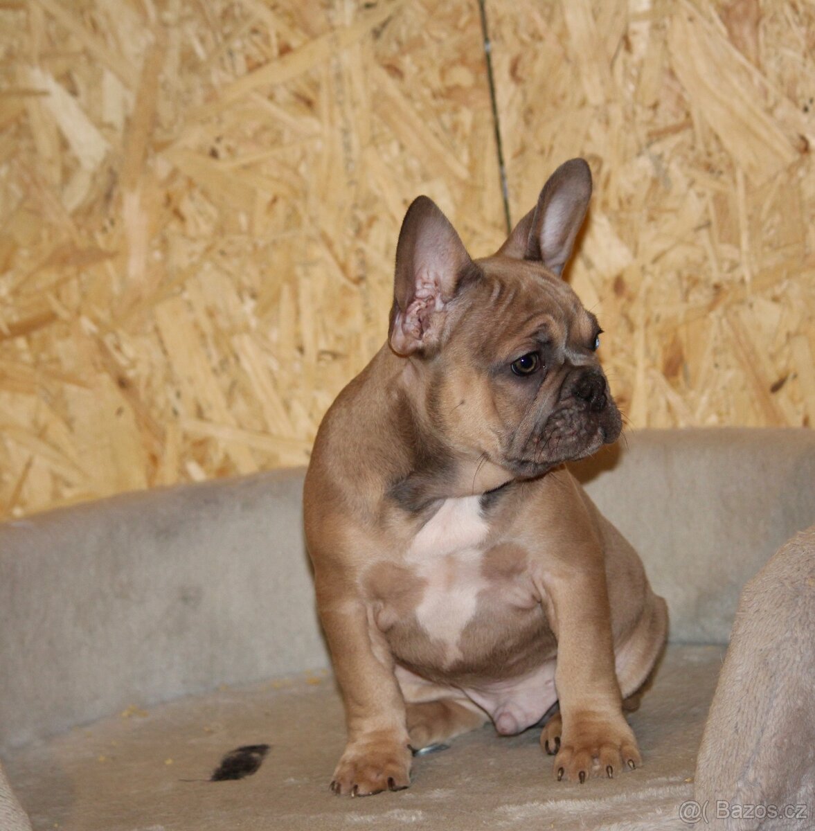 Francouzský buldoček s PP - 16