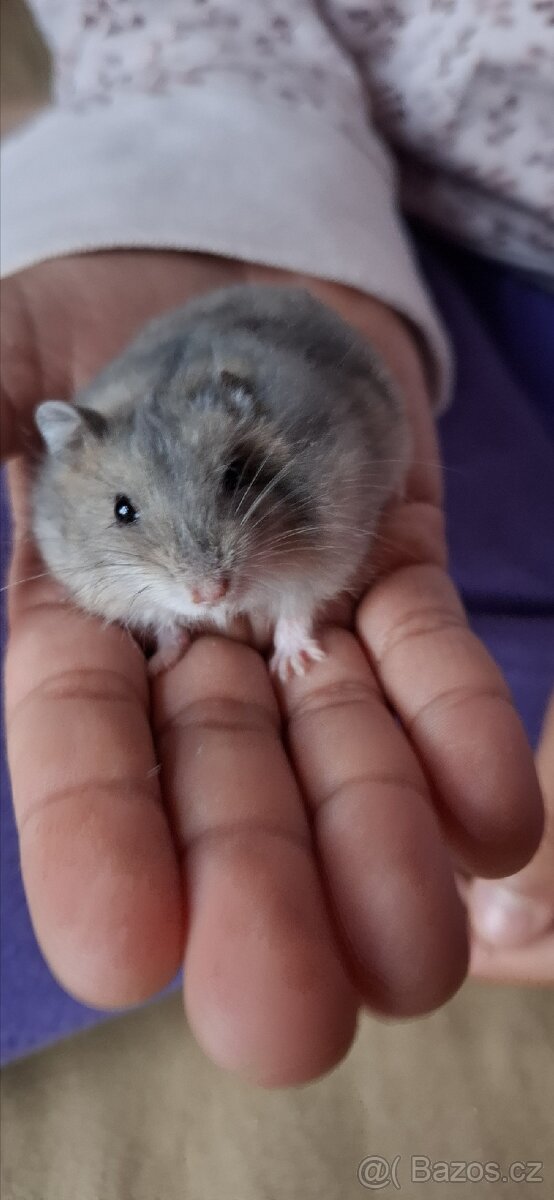 Křeček džungarský - 16