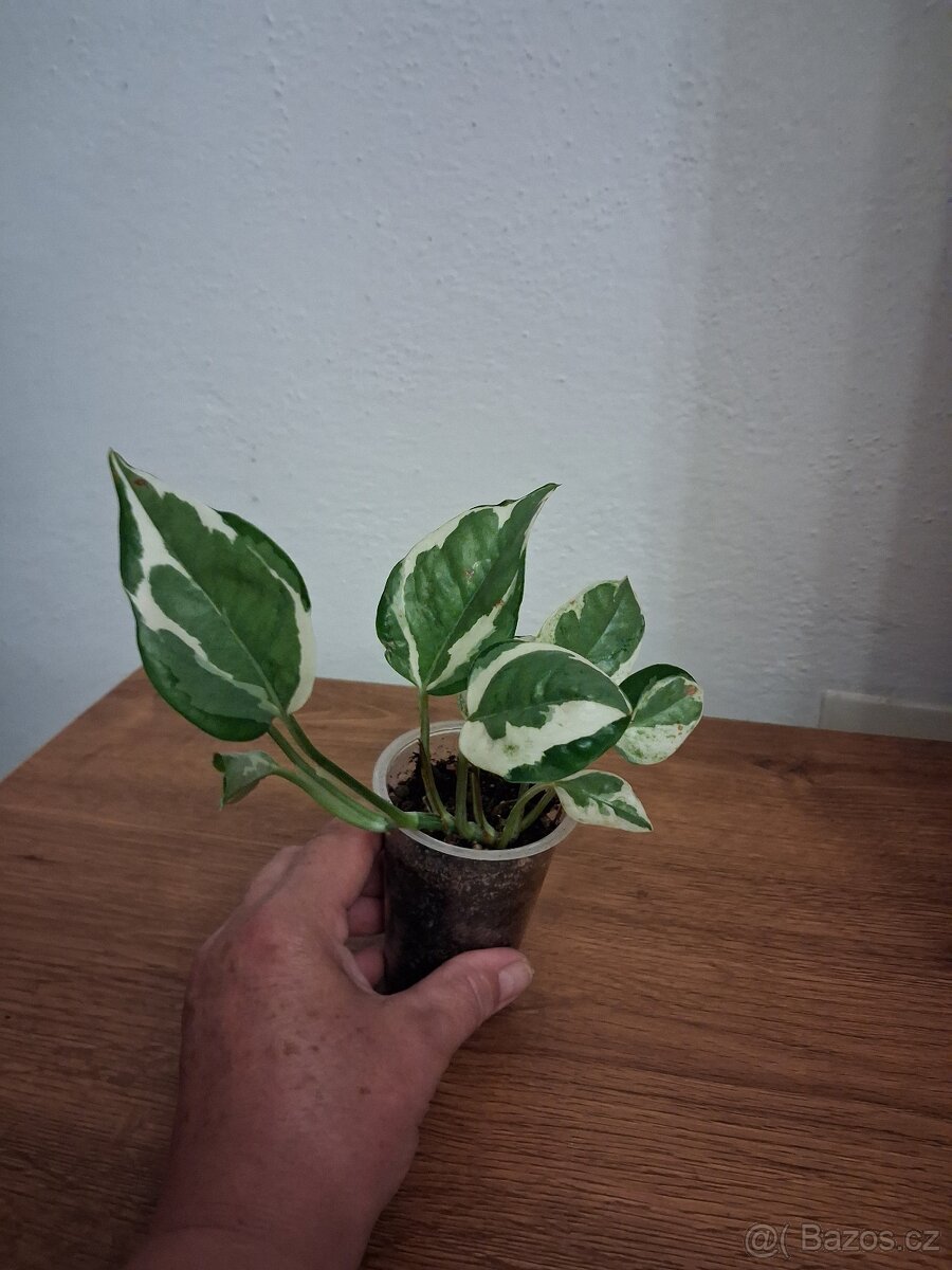 Pokojové rostliny 2 - 16