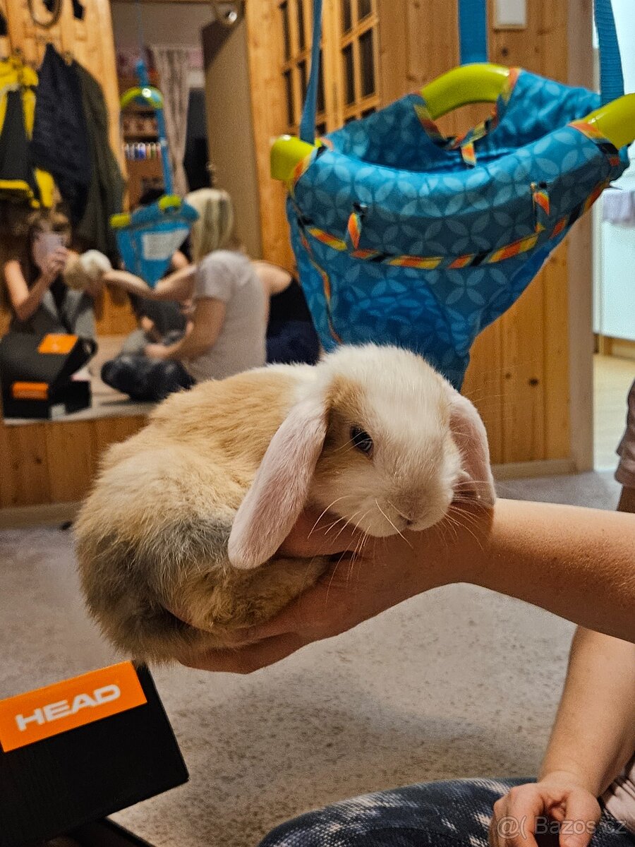 Zakrslý králík - 16