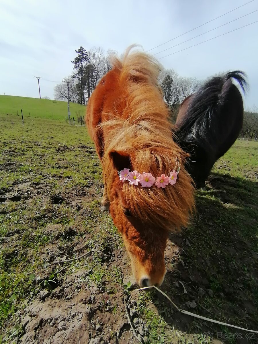 Pronájem pony - 16