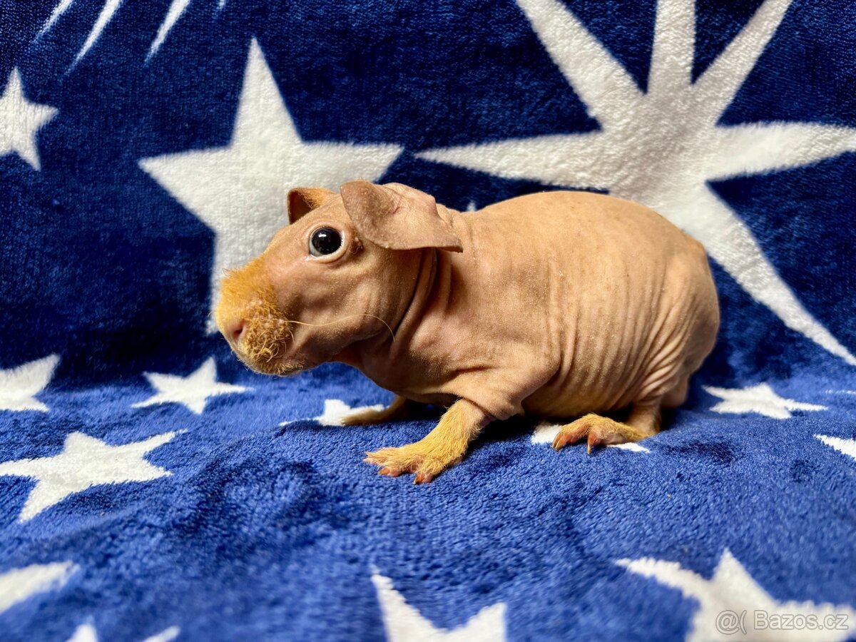 Skinny morče s PP - 16