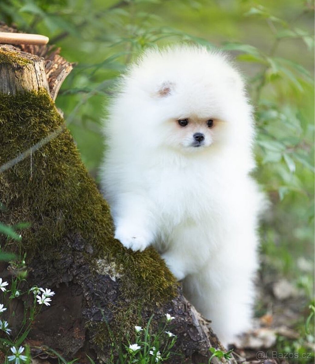 Pomeranian s PP FCI - 16