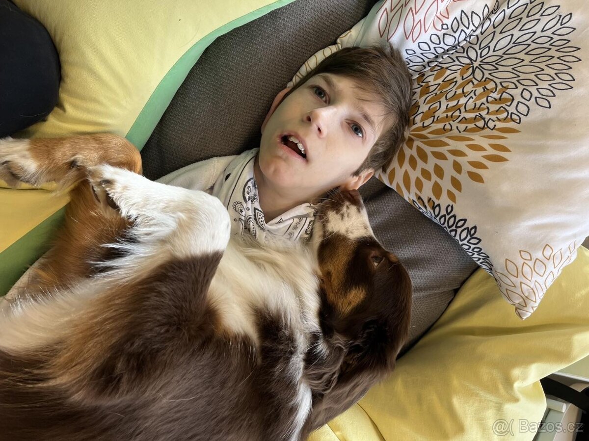 MINIATURNÍ AMERICKÝ OVČÁK - psi - 16