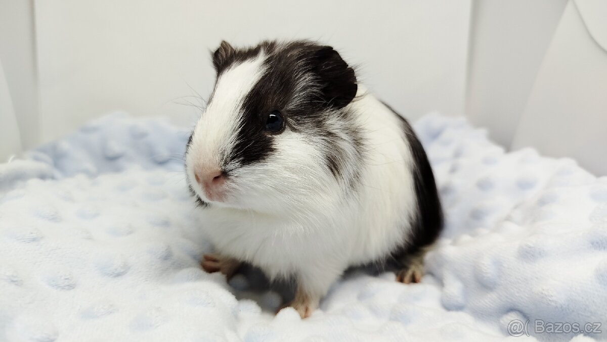 Morče, Morčata, Morčátko, Morčátka - BETTY - 16