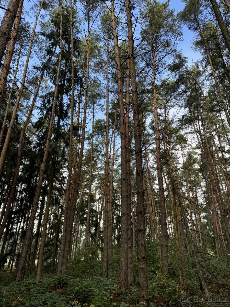 Prodám lesní pozemek v k.ú. Žichlice u Hromnic - 16