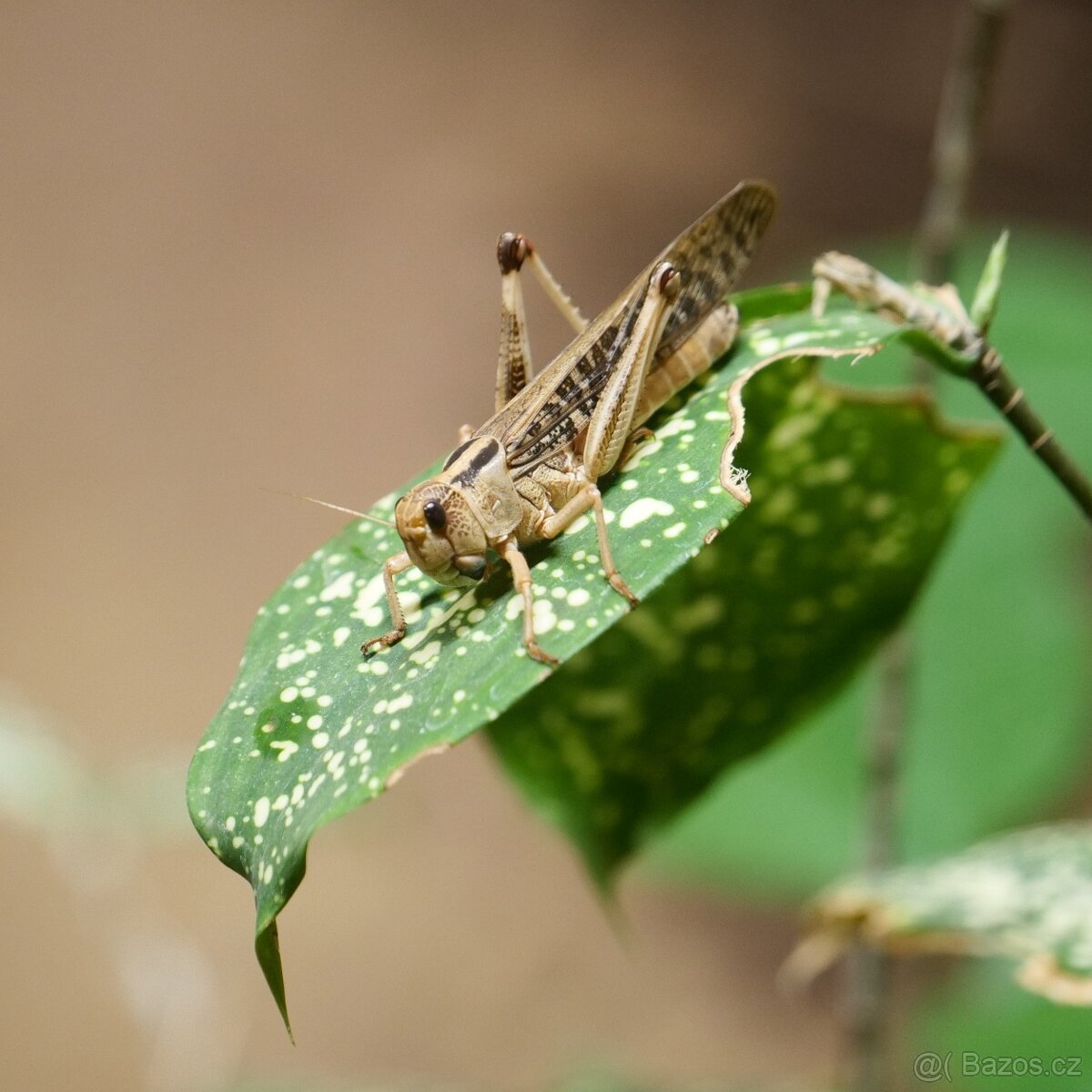 Panasonic Lumix S1 + 24/105mm - 16