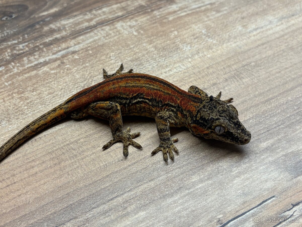 pagekon hrbolkohlavý,pagekon řasnatý - 16