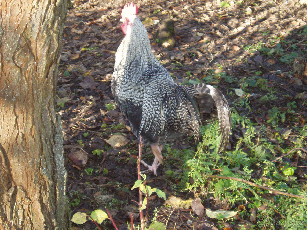 Prodám kohouta do chovu - 16