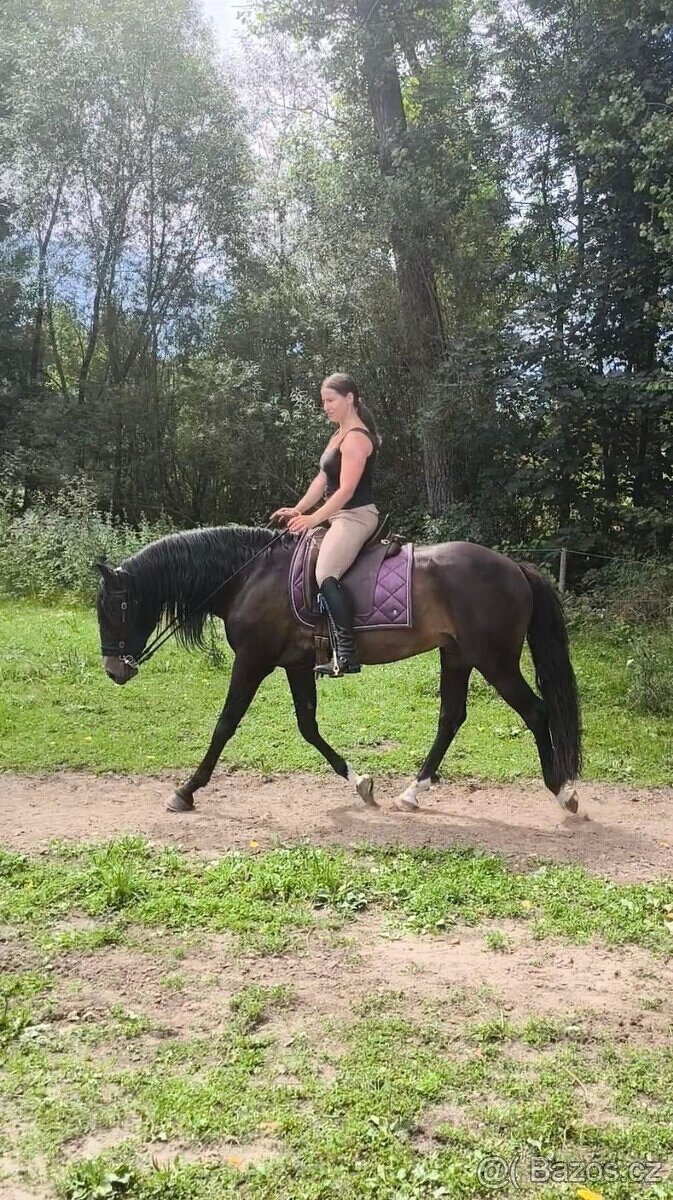 Lusitano klisna nar. 5/2024 - 16