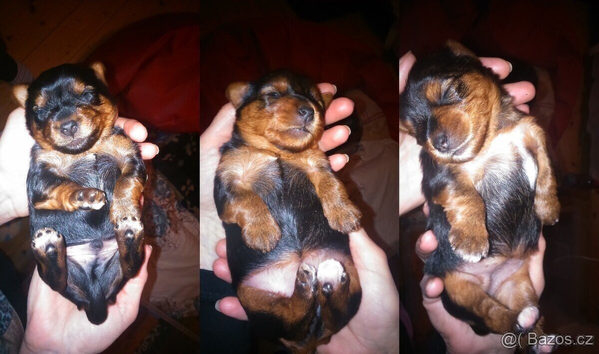 Jorkšírský teriér krytí, připuštění - 16