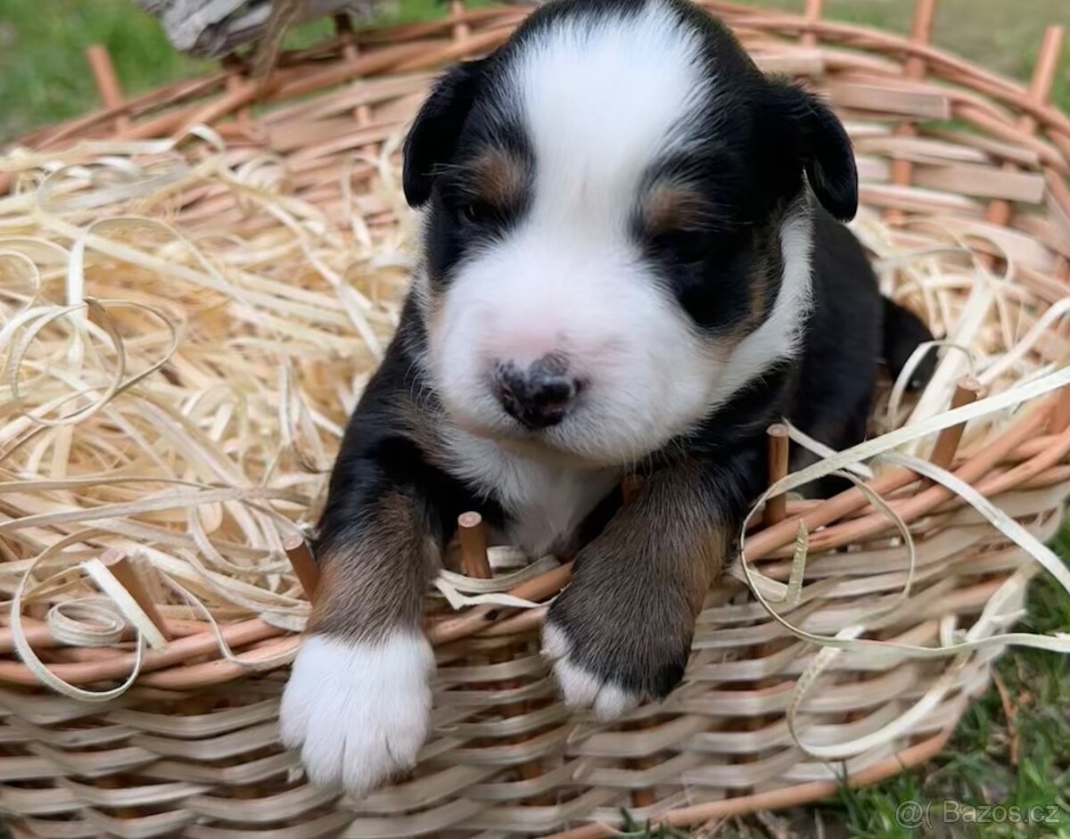 Miniatúrní americký ovčák - 16