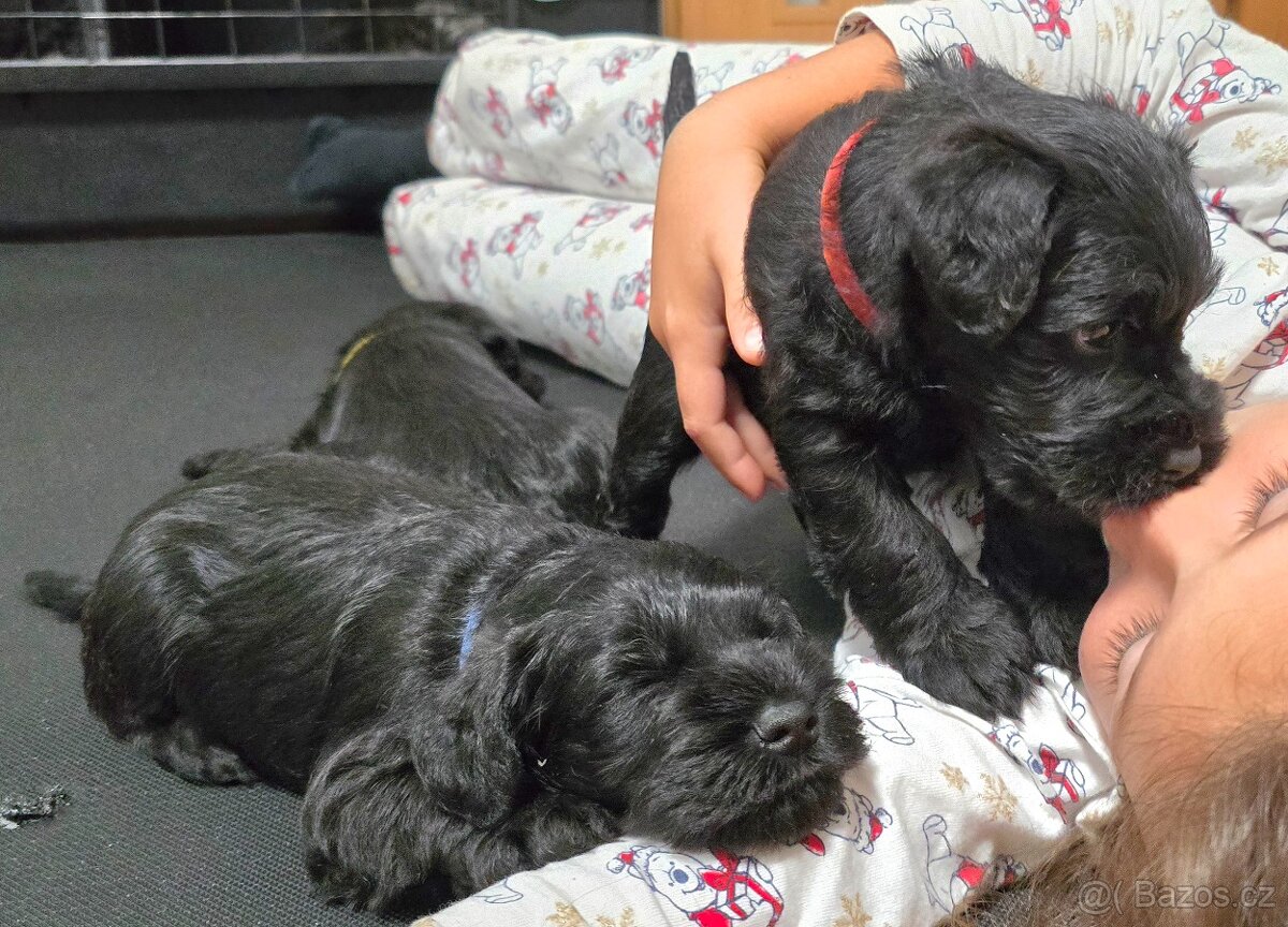 Knírač malý černý - 16