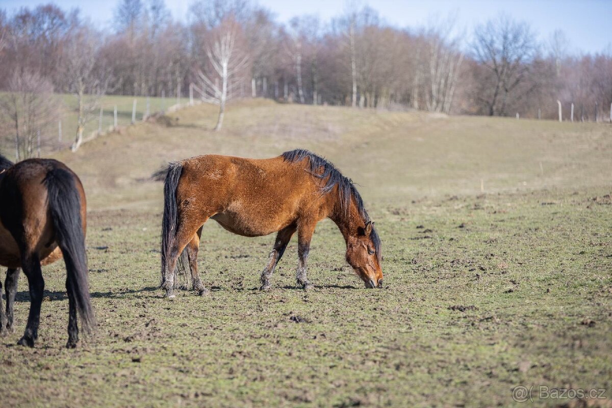 Huculská klisna, hucul, rekreace, vyjížďky, hipoterapie. - 16