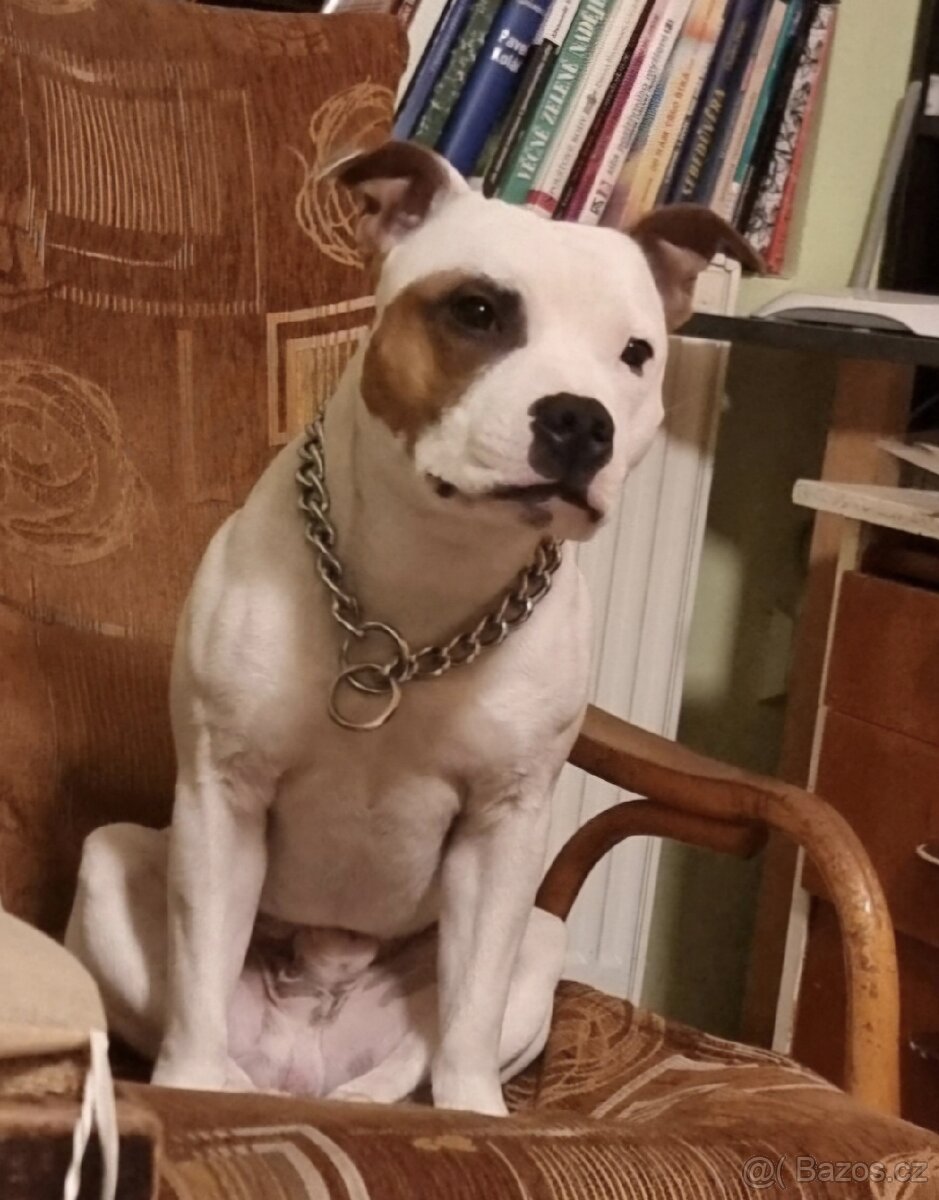 Krycí pes Stafordšírský bulteriér s PP . - 16