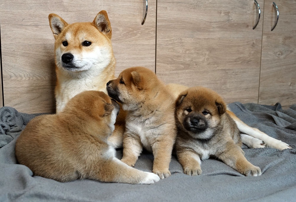 Shiba-Inu s PP FCI - 16