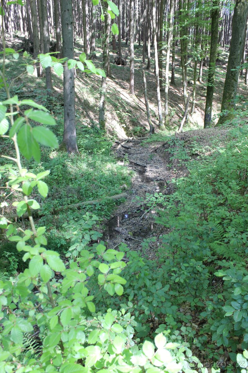 Prodej nevytěženého lesa u Luhačovic - 3,25 ha - 16