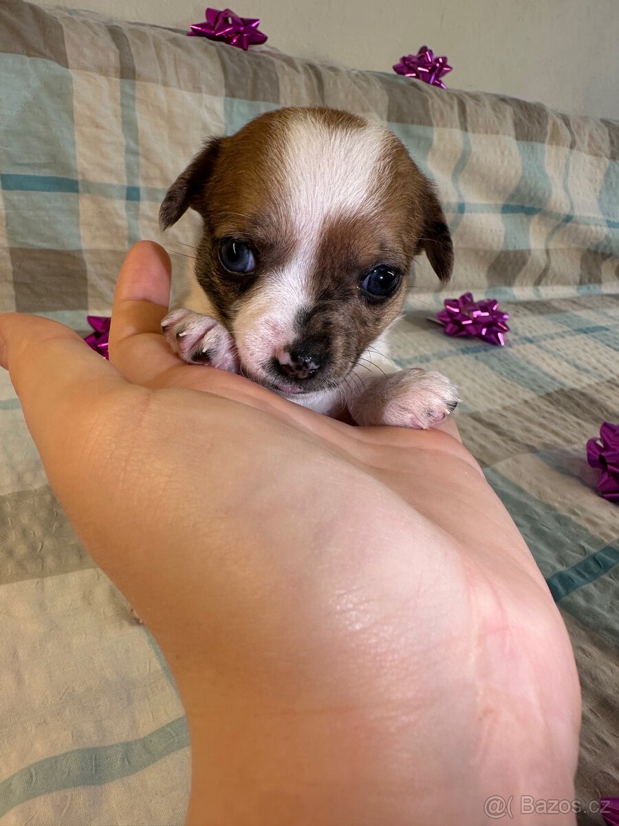 Hairless čivava - naháč - 16