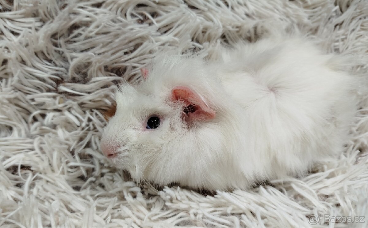 Morče, Morčata, Morčátko, Morčátka - DARWIN A MERLIN - 16