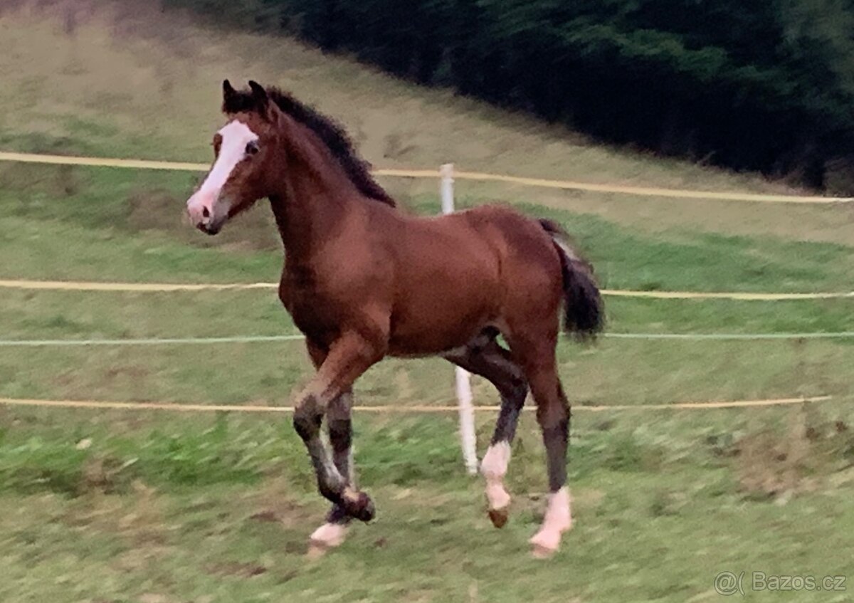 Welsh pard Bred malý sportovní kůň - 16