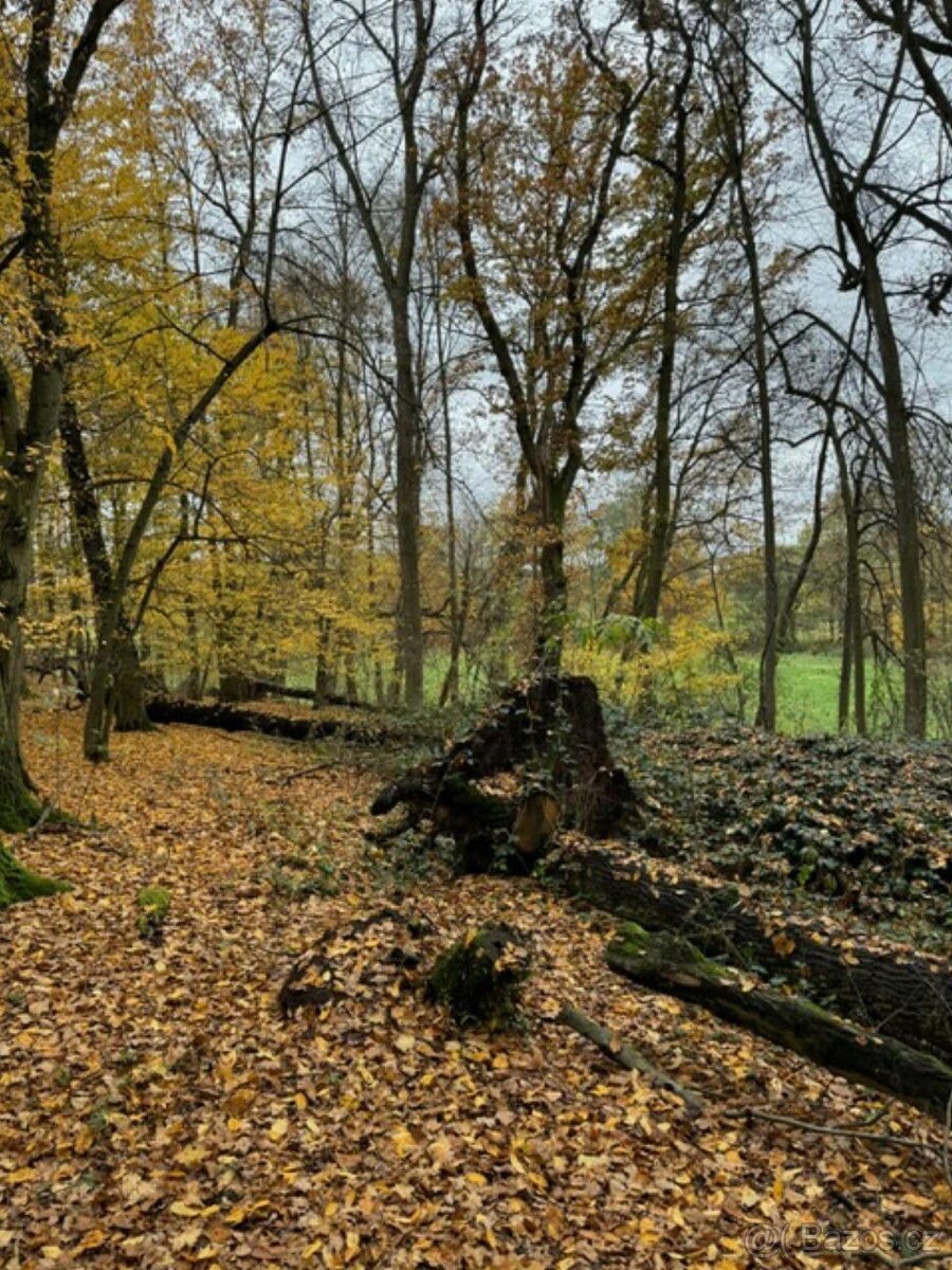 Prodám lesní pozemek v k.ú. Snopoušovy - 16