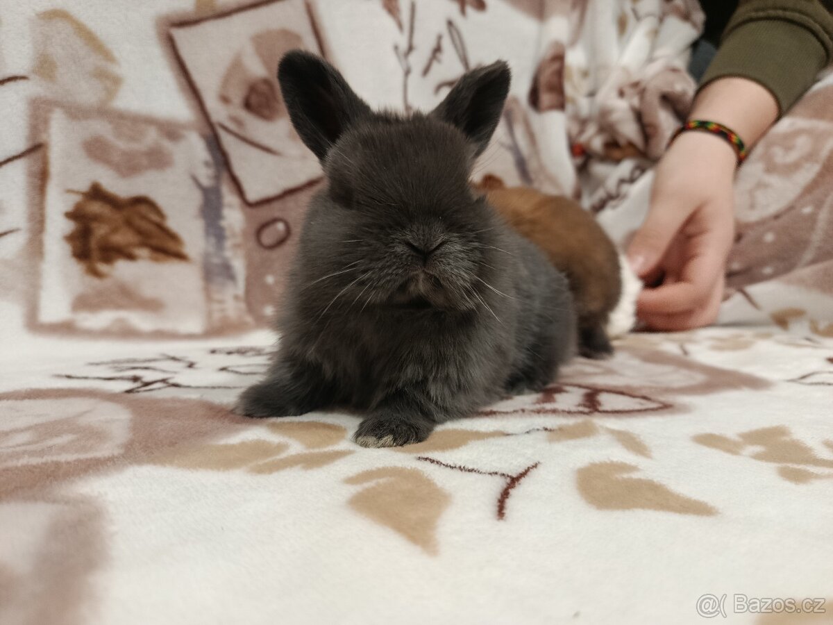 Zakrslý králíček - 16