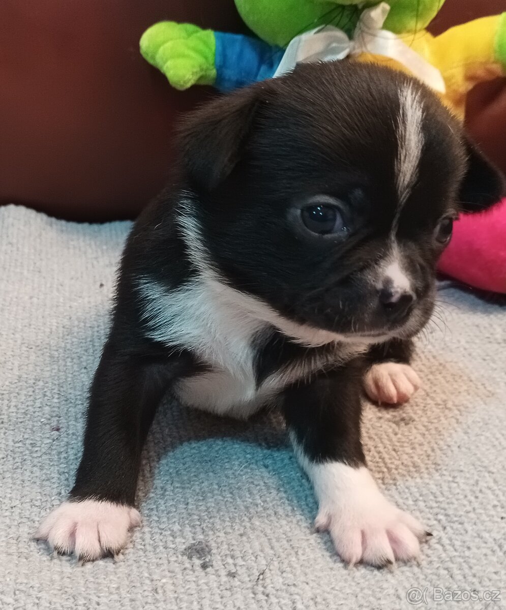 Čivava s PP, krásná štěňátka k odběru. - 16