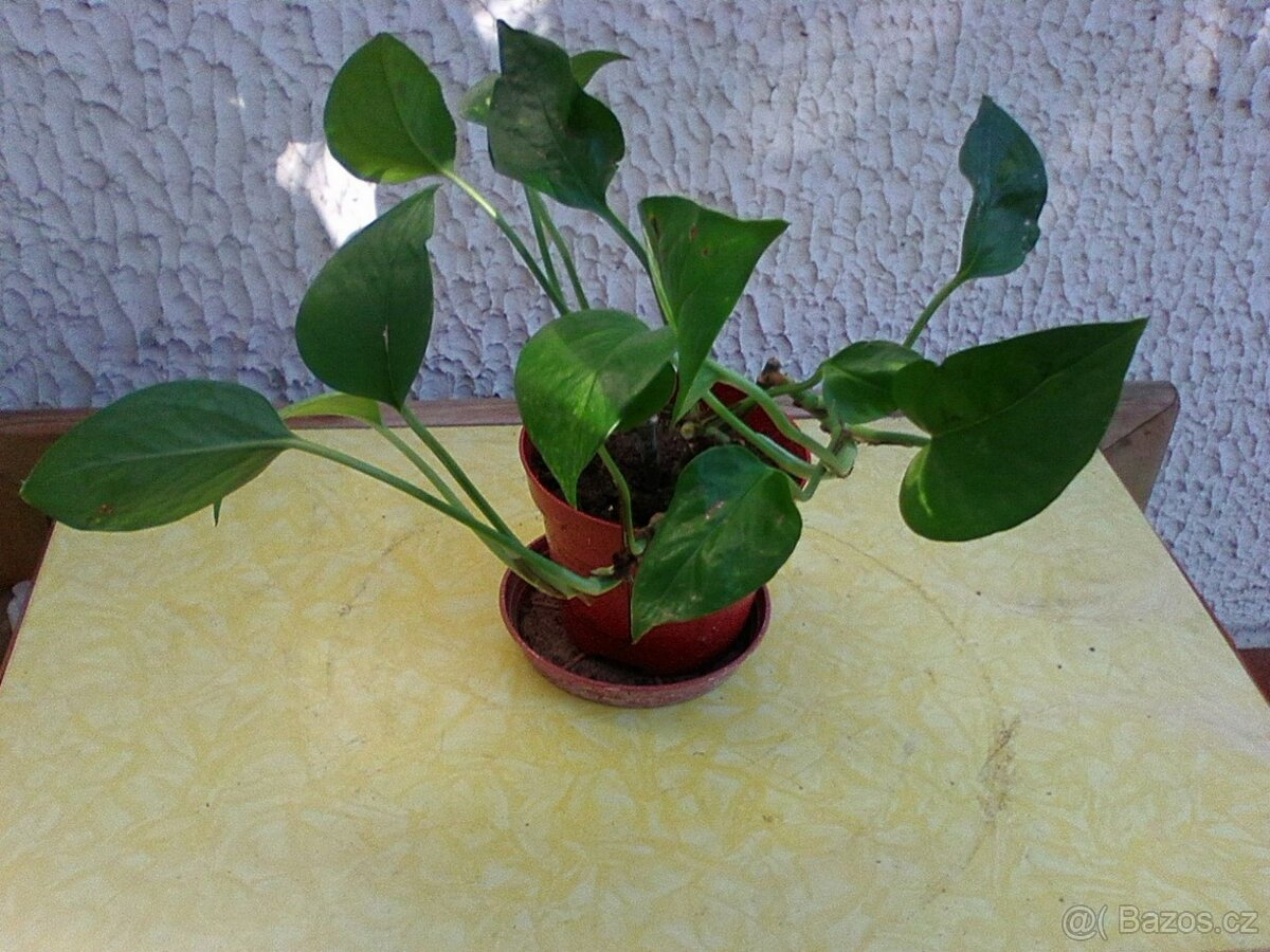 Pokojové květiny - 16