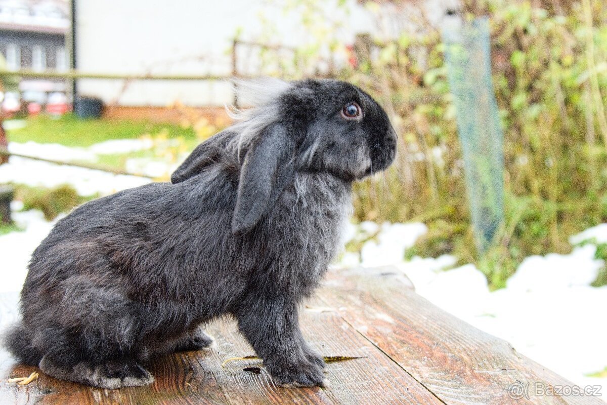 Zakrslý králík - 16