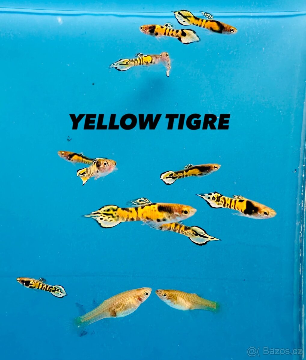 Neocaridina Krevety - 16