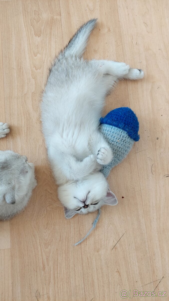 Skotské koťata bez PP - 16