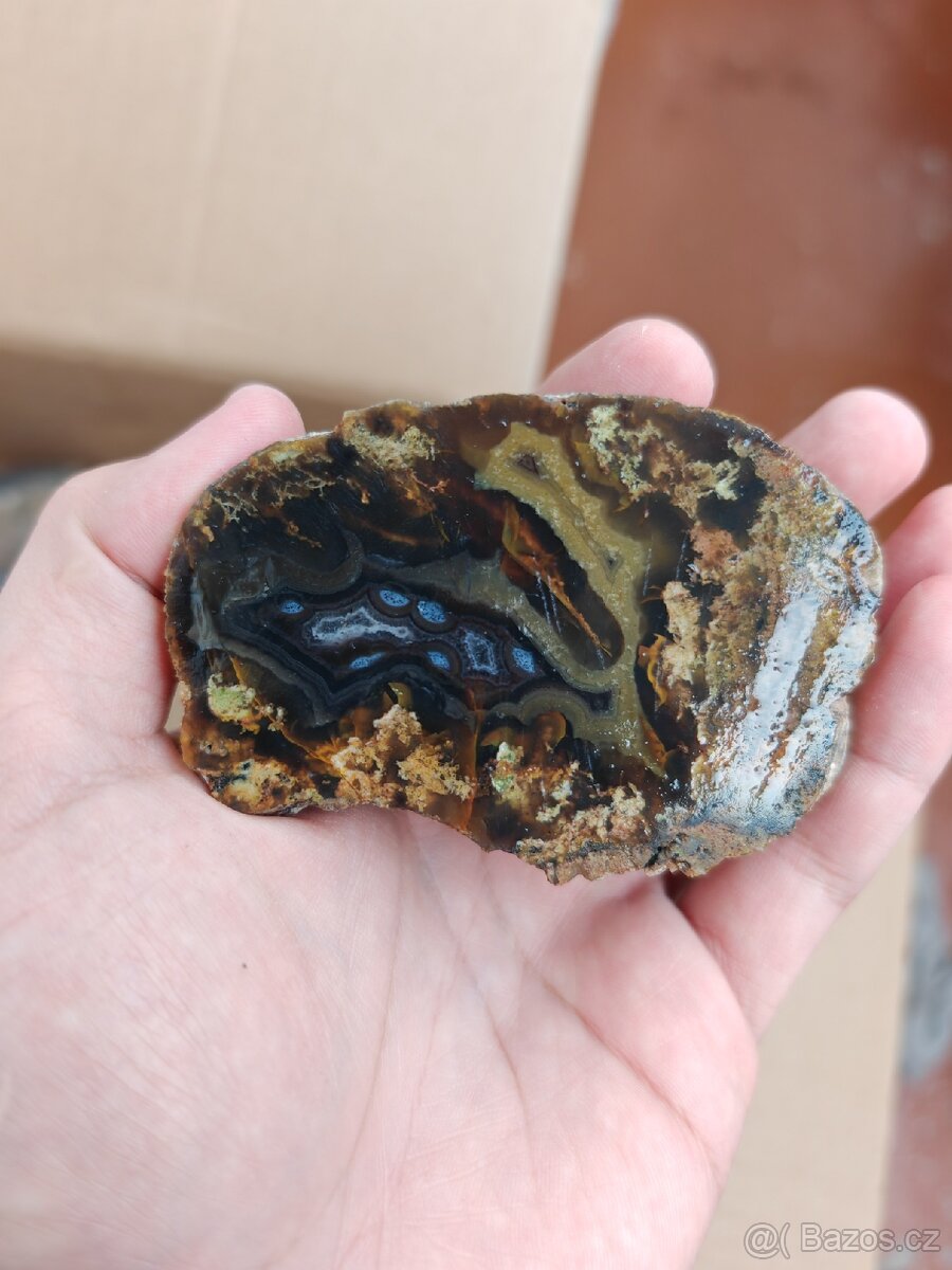 Acháty řezy Timor - 16