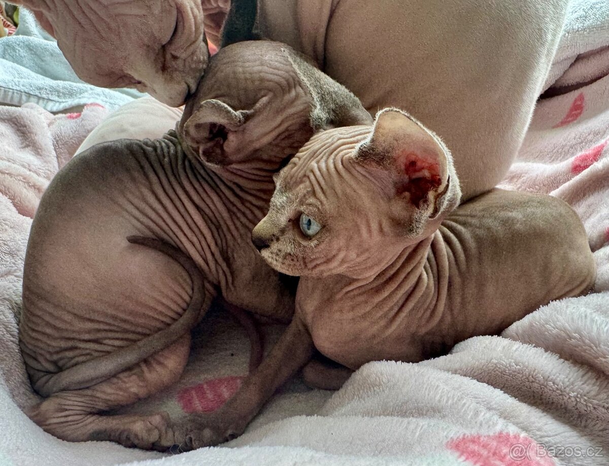 Koťata Sphynx-Elf-Strike - 16