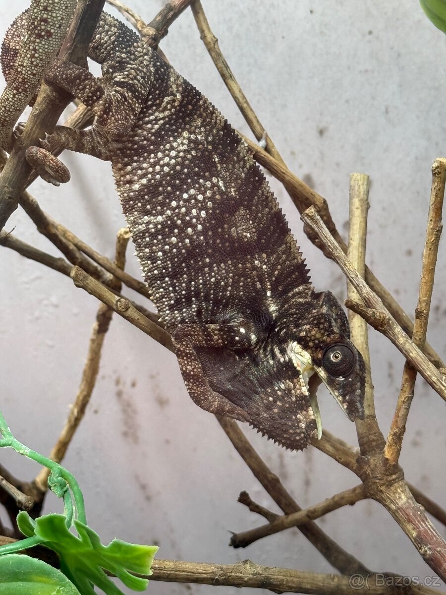 Chameleon pardalis - nosy be - 16