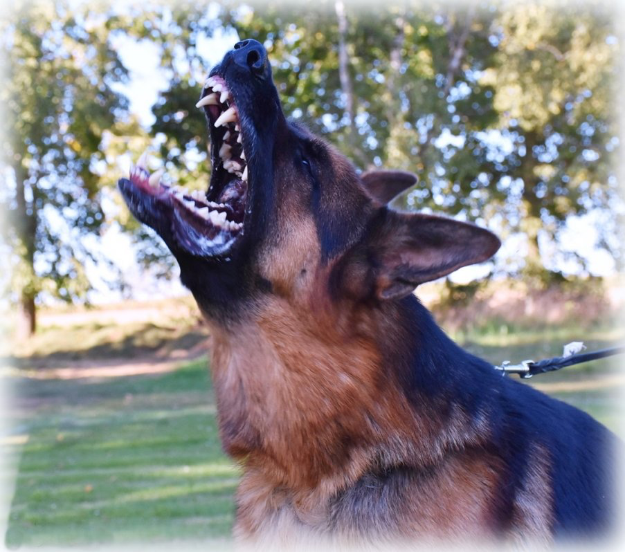 Německý ovčák fenky - 16