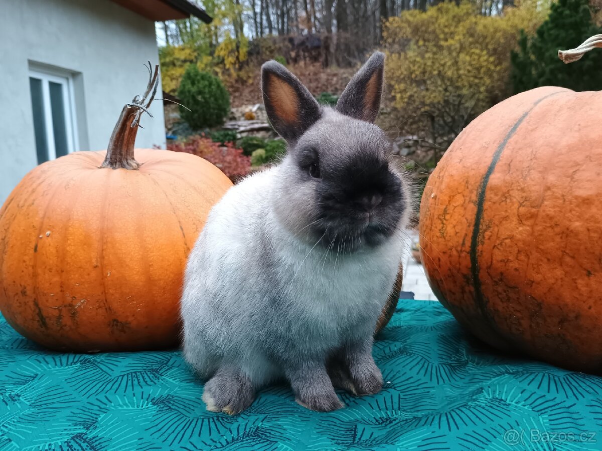 Zakrslý siamský žlutý samečci s PP - 16