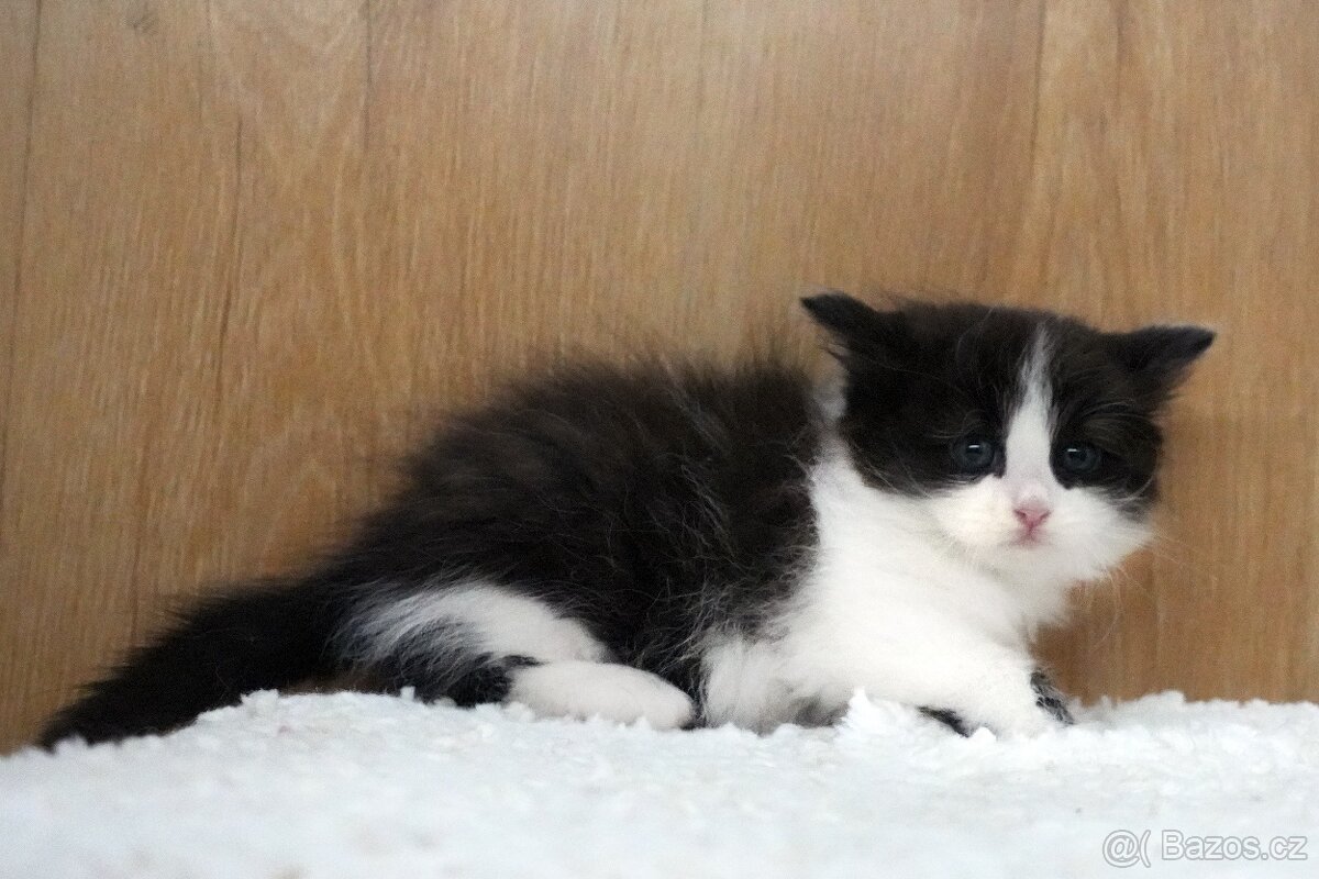 Sibiřská kočka - kocourek s PP - 16