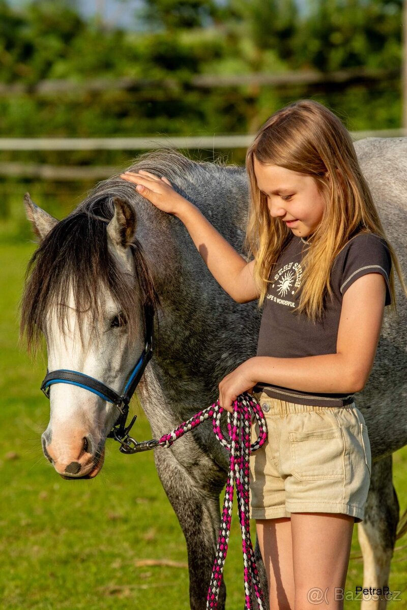 5-letá welsh mountain pony klisna - 16