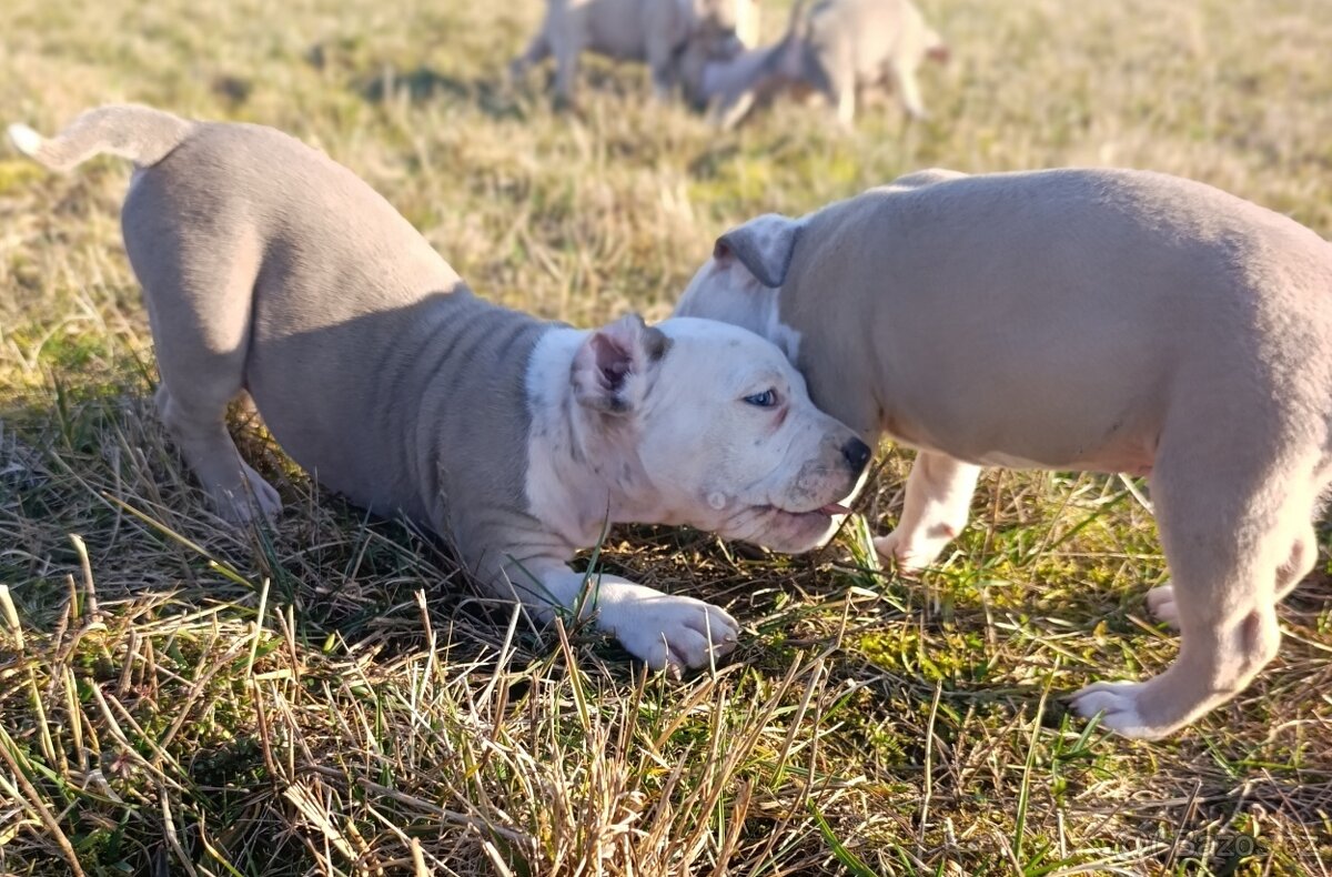 American Bully Standard - 16