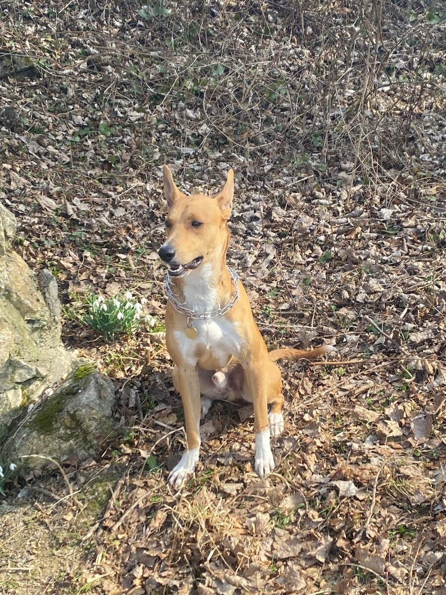 Peruánsky a Mexický naháč - 16