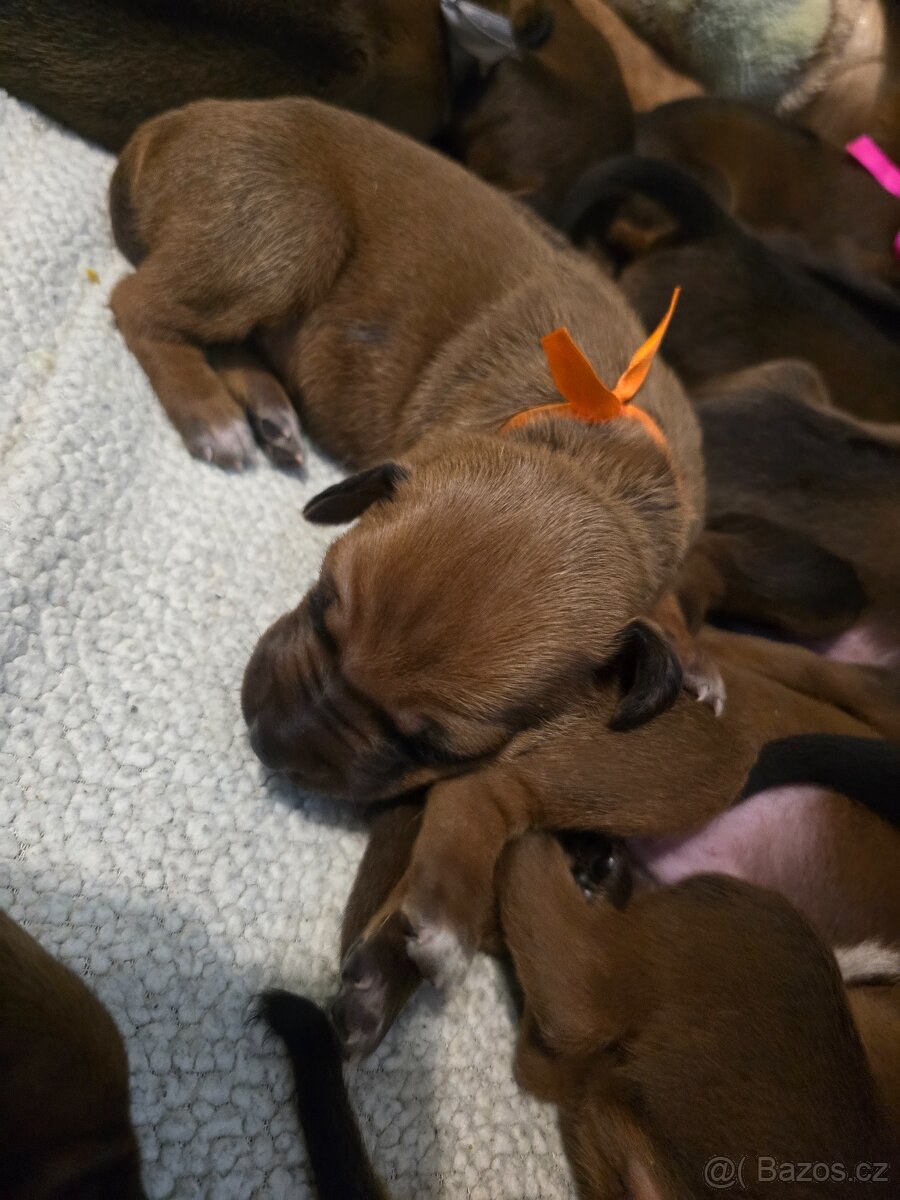 Štěňata rhodéského ridgebacka - 16