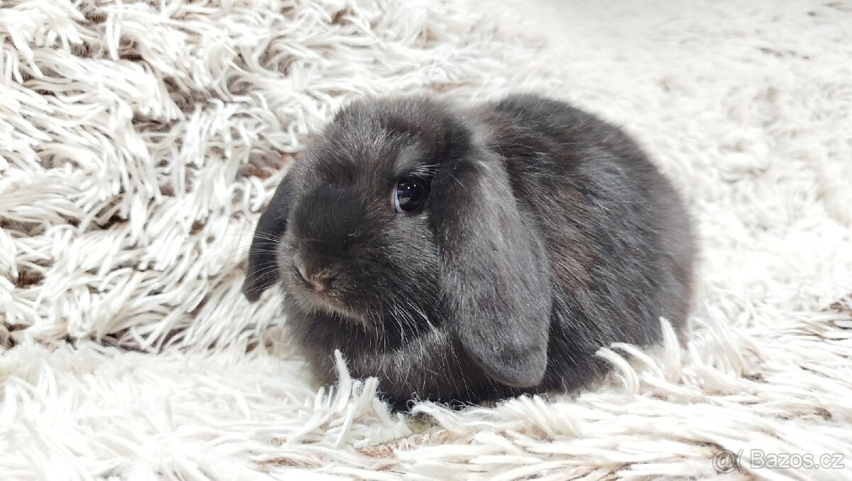 Zakrslý beránek, králíček, králík - BRUNO - 16