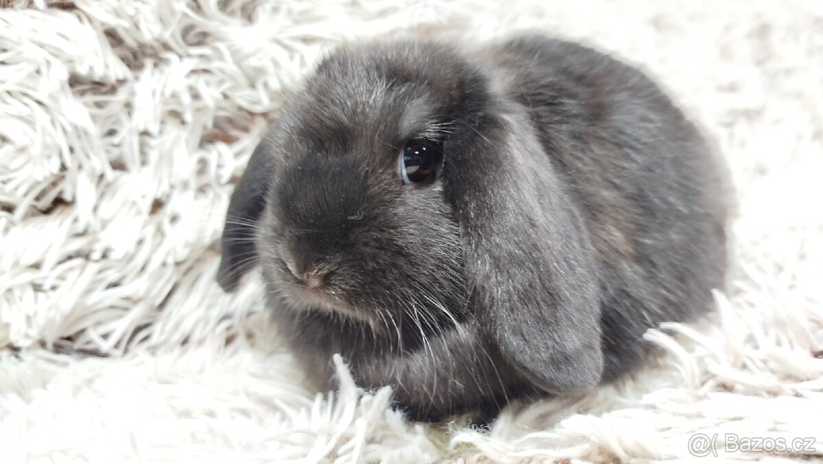 Zakrslý beránek, králíček, králík - BRUNO - 16