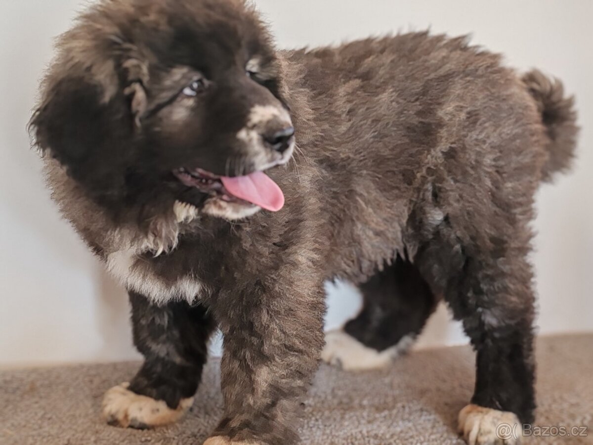 Kavkazský pastevecký pes s PP - 16