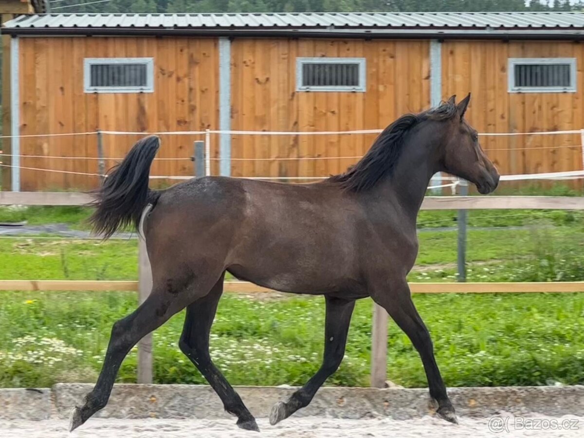 Mladá kobylka po Cornet de Lux - 16