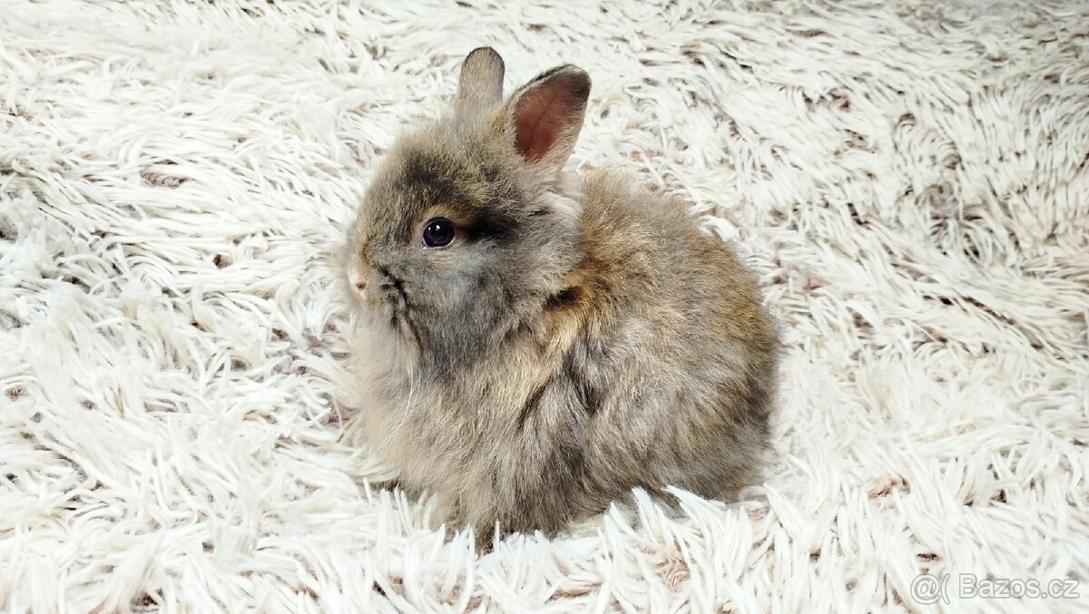 Zakrslý králík, králíček - HARRY - 16