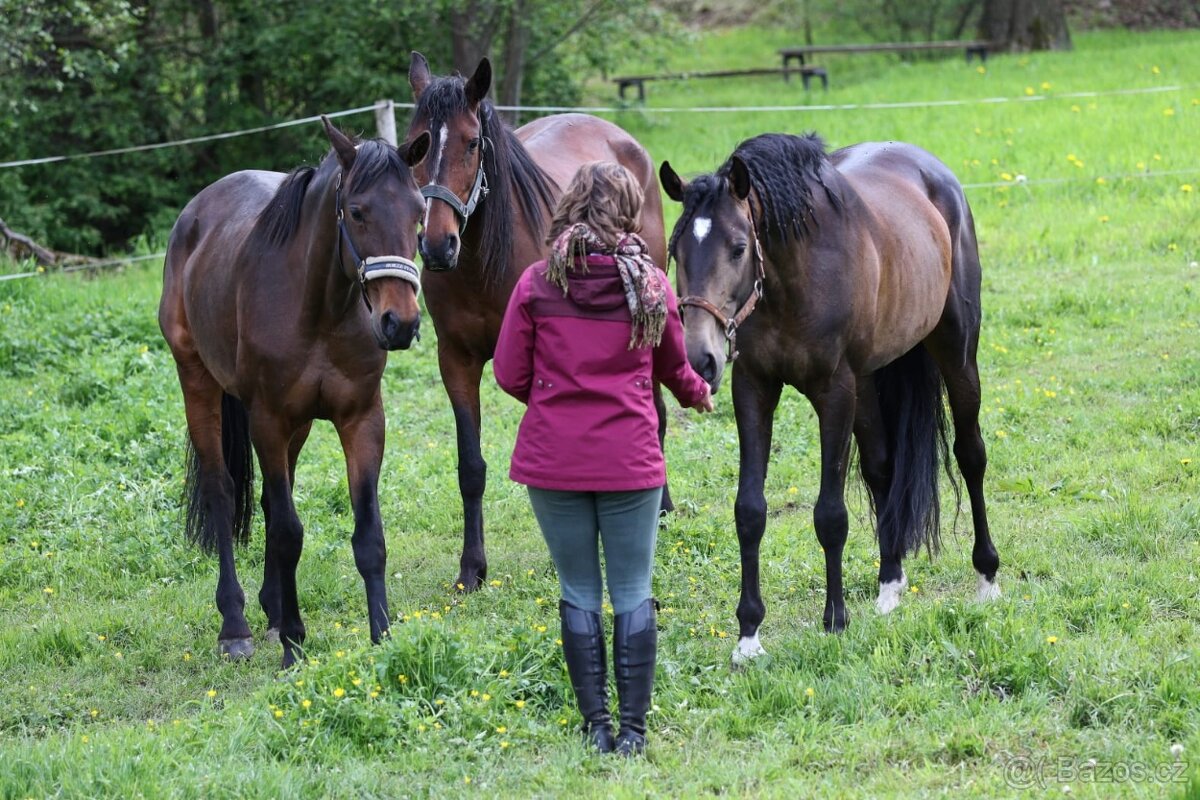 PŘIPOUŠTĚNÍ PSL - 16