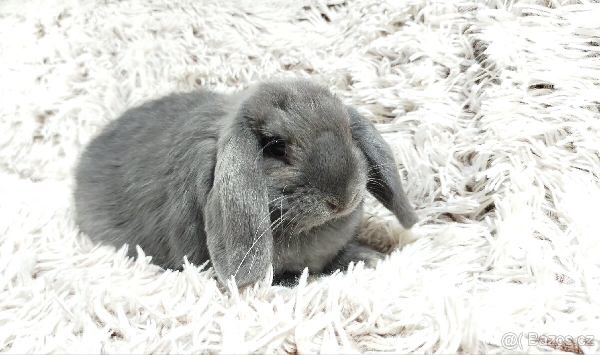 Zakrslý beránek, králíček, králík - BONNY - 16