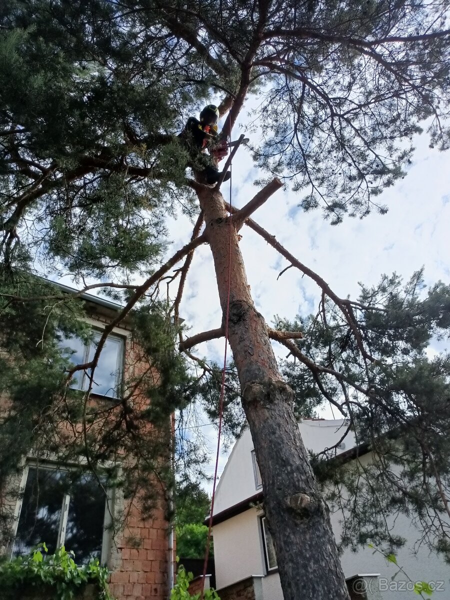 Rizikové kácení stromů - 16